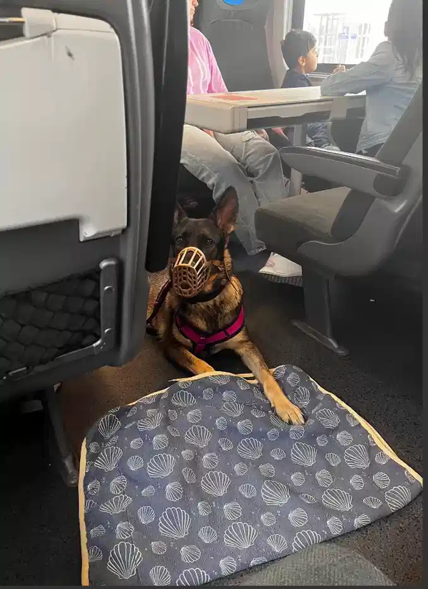 德国奇闻趣事探秘震撼生活细节！