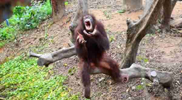 奇闻！被游客毒害的红毛猩猩，竟上瘾抽烟成嗜好！