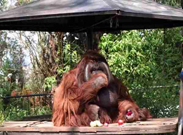 奇闻！被游客毒害的红毛猩猩，竟上瘾抽烟成嗜好！