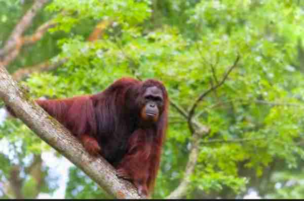 奇闻！被游客毒害的红毛猩猩，竟上瘾抽烟成嗜好！