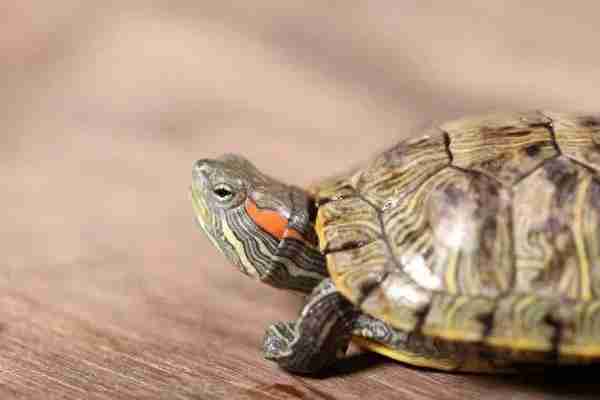 奇闻趣事大揭秘！五十年来最古怪的事件盘点