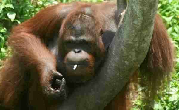 奇闻！被游客毒害的红毛猩猩，竟上瘾抽烟成嗜好！