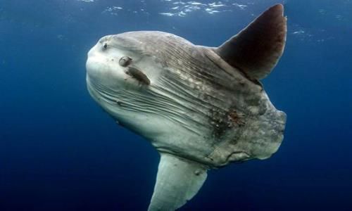 海陆空三傻是什么意思