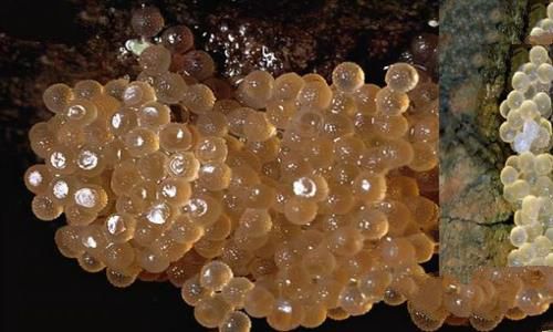 海陆空三傻是什么意思