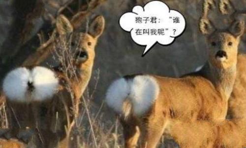 海陆空三傻是什么意思