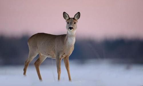 海陆空三傻是什么意思