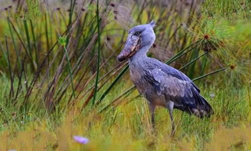 海陆空三傻是什么意思