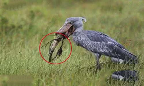 海陆空三傻是什么意思