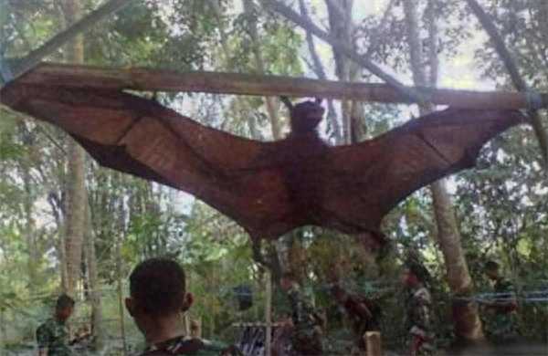 世界之大无奇不有，这三个奇闻异事，每一个都打破你的...