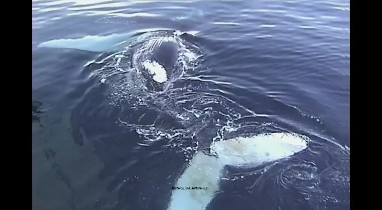 世界上十大不可思议的奇闻异事