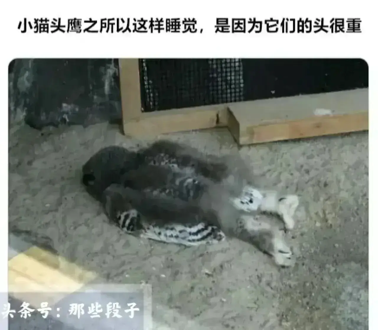 各种奇闻怪事，既长知识又让你乐开怀！