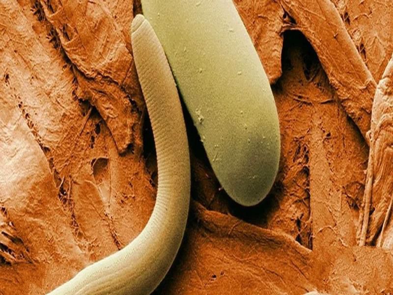 大自然的报复？地球又现一大危害，青藏高原中发现28种新病毒