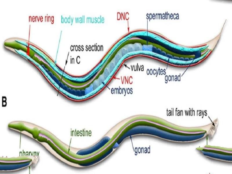 大自然的报复？地球又现一大危害，青藏高原中发现28种新病毒