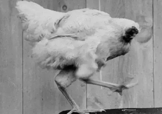 揭秘全球最令人震惊的十大奇闻异事