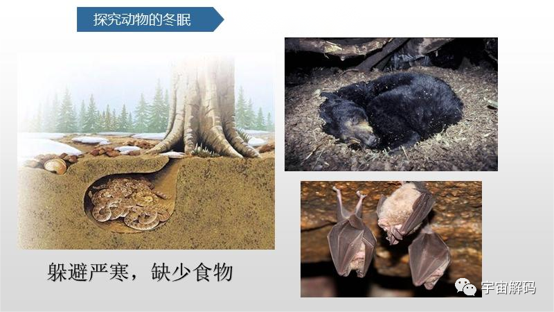 睡着睡着就饿死了！动物界的“睡神”，一年中有九个月都在睡觉