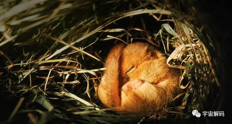 睡着睡着就饿死了！动物界的“睡神”，一年中有九个月都在睡觉