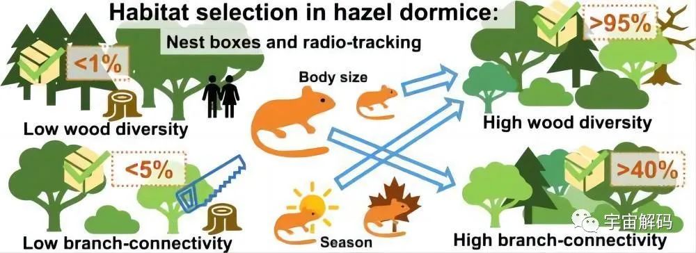 睡着睡着就饿死了！动物界的“睡神”，一年中有九个月都在睡觉