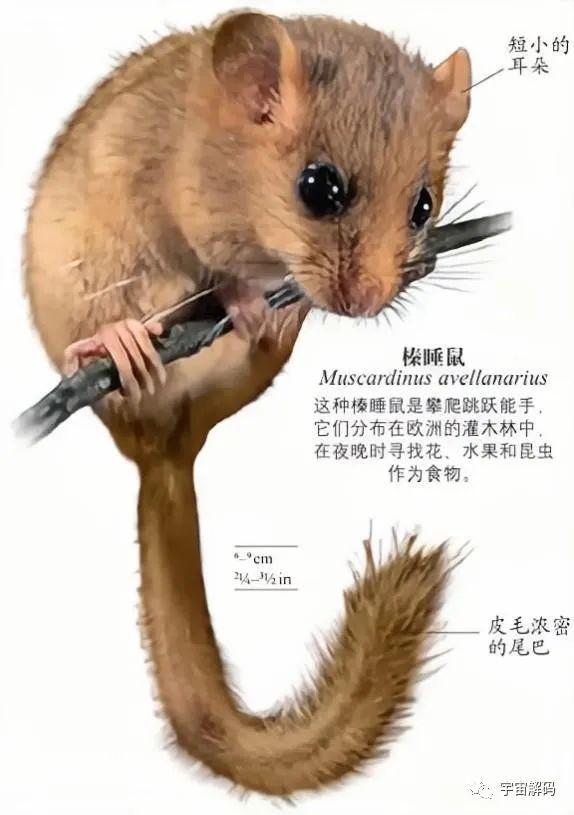 睡着睡着就饿死了！动物界的“睡神”，一年中有九个月都在睡觉