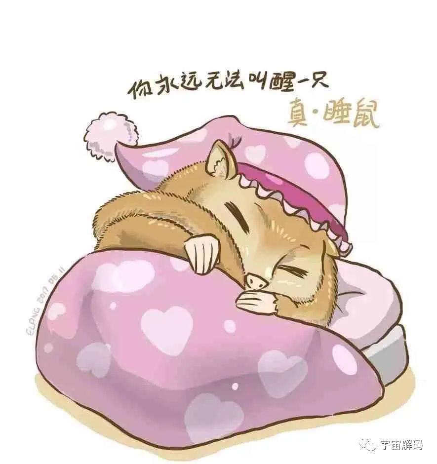 睡着睡着就饿死了！动物界的“睡神”，一年中有九个月都在睡觉