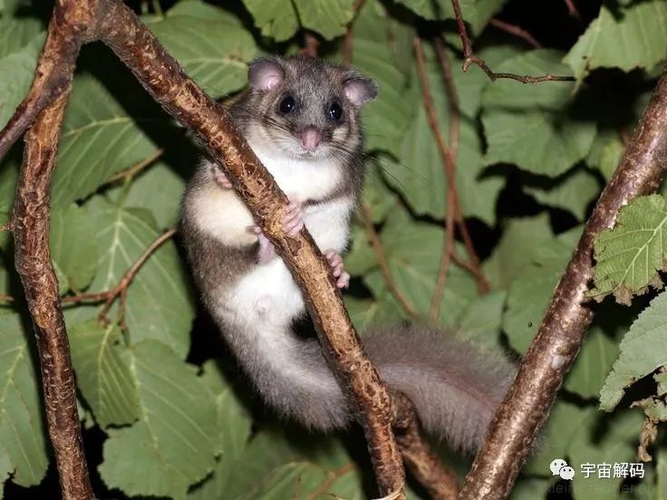 睡着睡着就饿死了！动物界的“睡神”，一年中有九个月都在睡觉