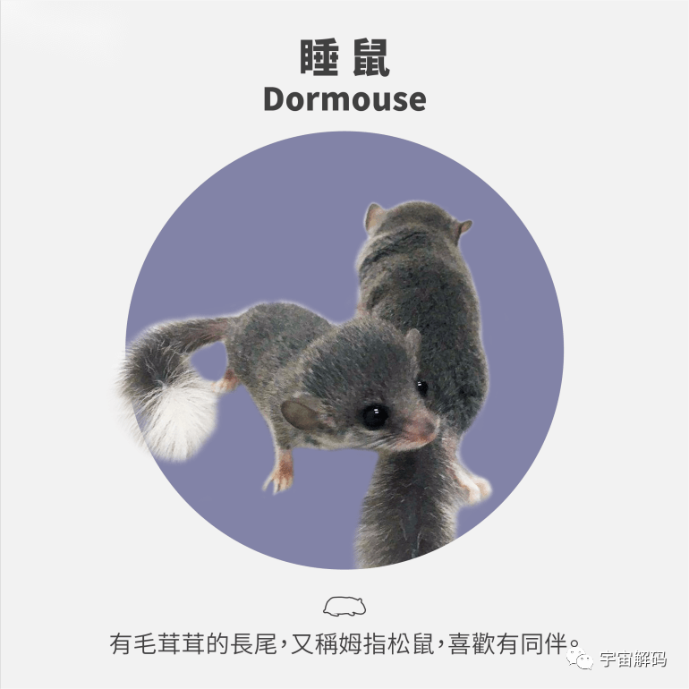 睡着睡着就饿死了！动物界的“睡神”，一年中有九个月都在睡觉