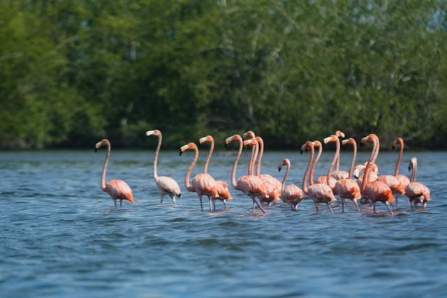 奇闻！大连一男子：“火烈鸟在嘲笑我！”打死！提走踩缝纫机5年