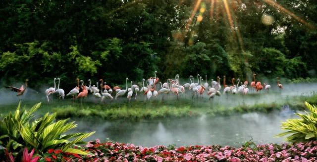 奇闻！大连一男子：“火烈鸟在嘲笑我！”打死！提走踩缝纫机5年