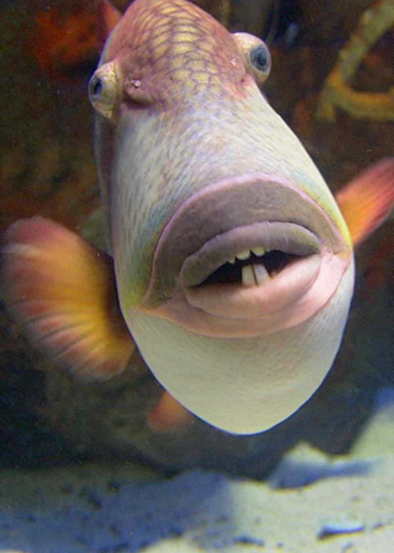 国内奇闻怪事。你都知道吗？一起来看看吧！