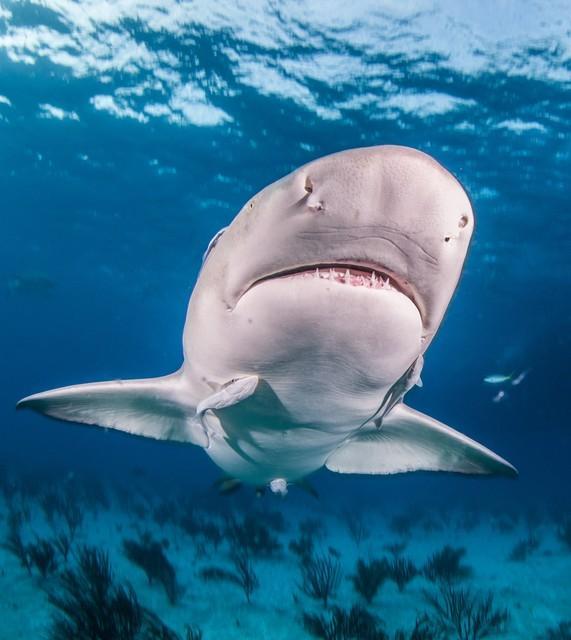 奇闻轶事-鲨鱼