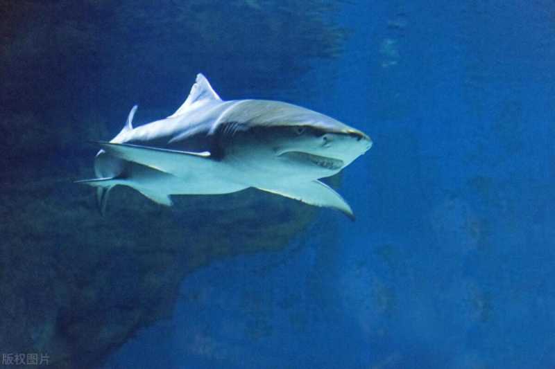 奇闻轶事-鲨鱼