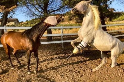 大象失去一条腿后，都可以存活下来，为什么马腿断了就必须死呢？