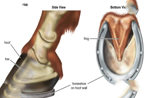 大象失去一条腿后，都可以存活下来，为什么马腿断了就必须死呢？