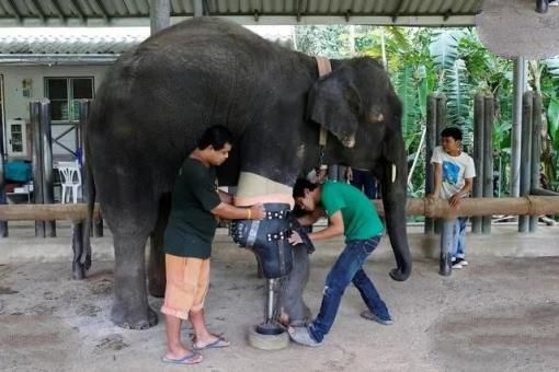 大象失去一条腿后，都可以存活下来，为什么马腿断了就必须死呢？