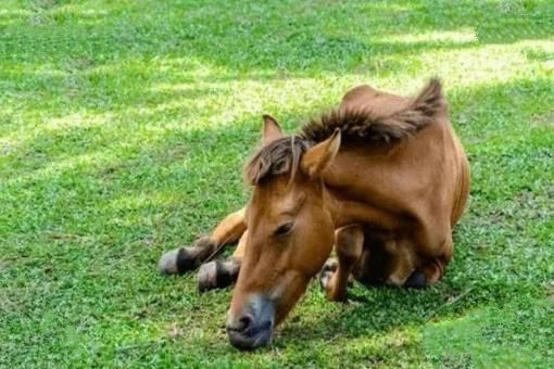 大象失去一条腿后，都可以存活下来，为什么马腿断了就必须死呢？