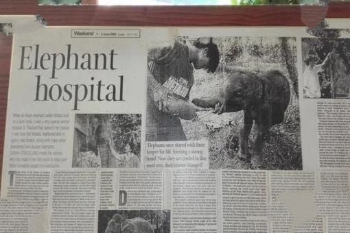 大象失去一条腿后，都可以存活下来，为什么马腿断了就必须死呢？