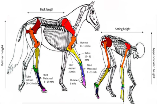 大象失去一条腿后，都可以存活下来，为什么马腿断了就必须死呢？