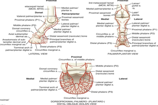 大象失去一条腿后，都可以存活下来，为什么马腿断了就必须死呢？