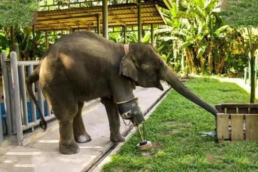 大象失去一条腿后，都可以存活下来，为什么马腿断了就必须死呢？