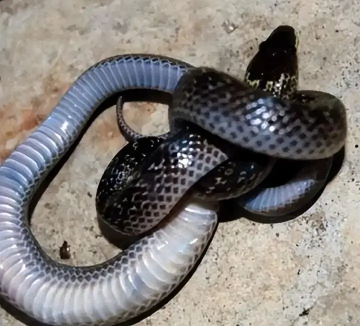 22件鲜为人知的奇闻怪事，拓宽你的视野极限！