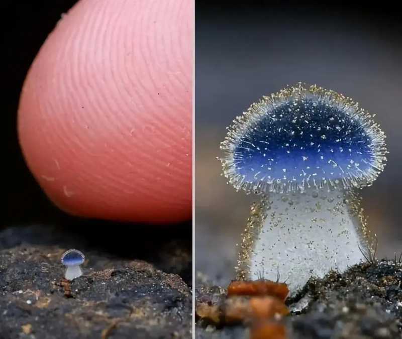 22件鲜为人知的奇闻怪事，拓宽你的视野极限！