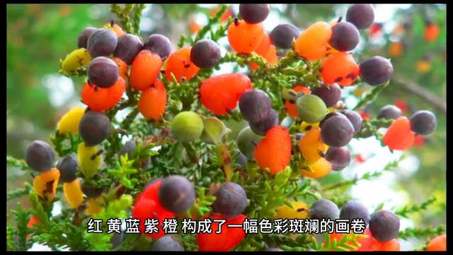 五个匪夷所思的奇闻异事，每个都让人不可思议